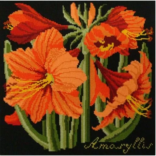 Amaryllis (Black Background)