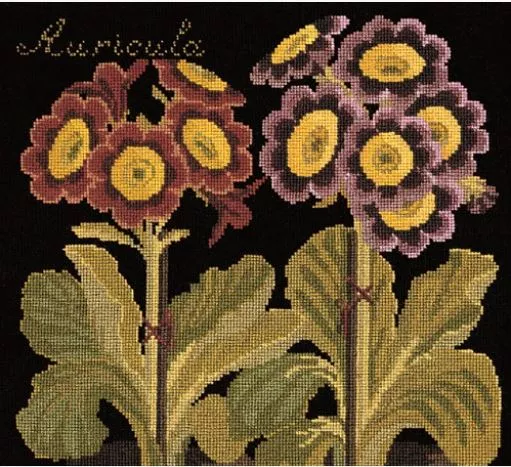 Auricula (Black Background)