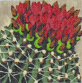 Cactus Flowers