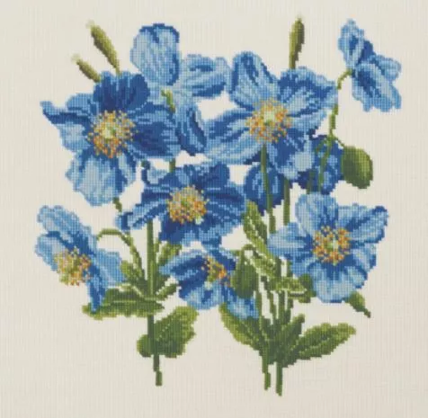 Himalayan Poppy