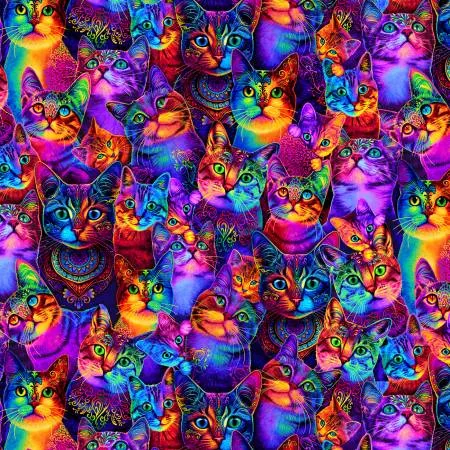 Wildcats - Packed Rainbow Cats